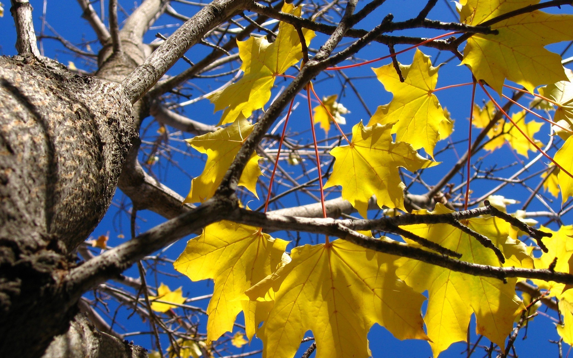 autunno albero foglie gialle