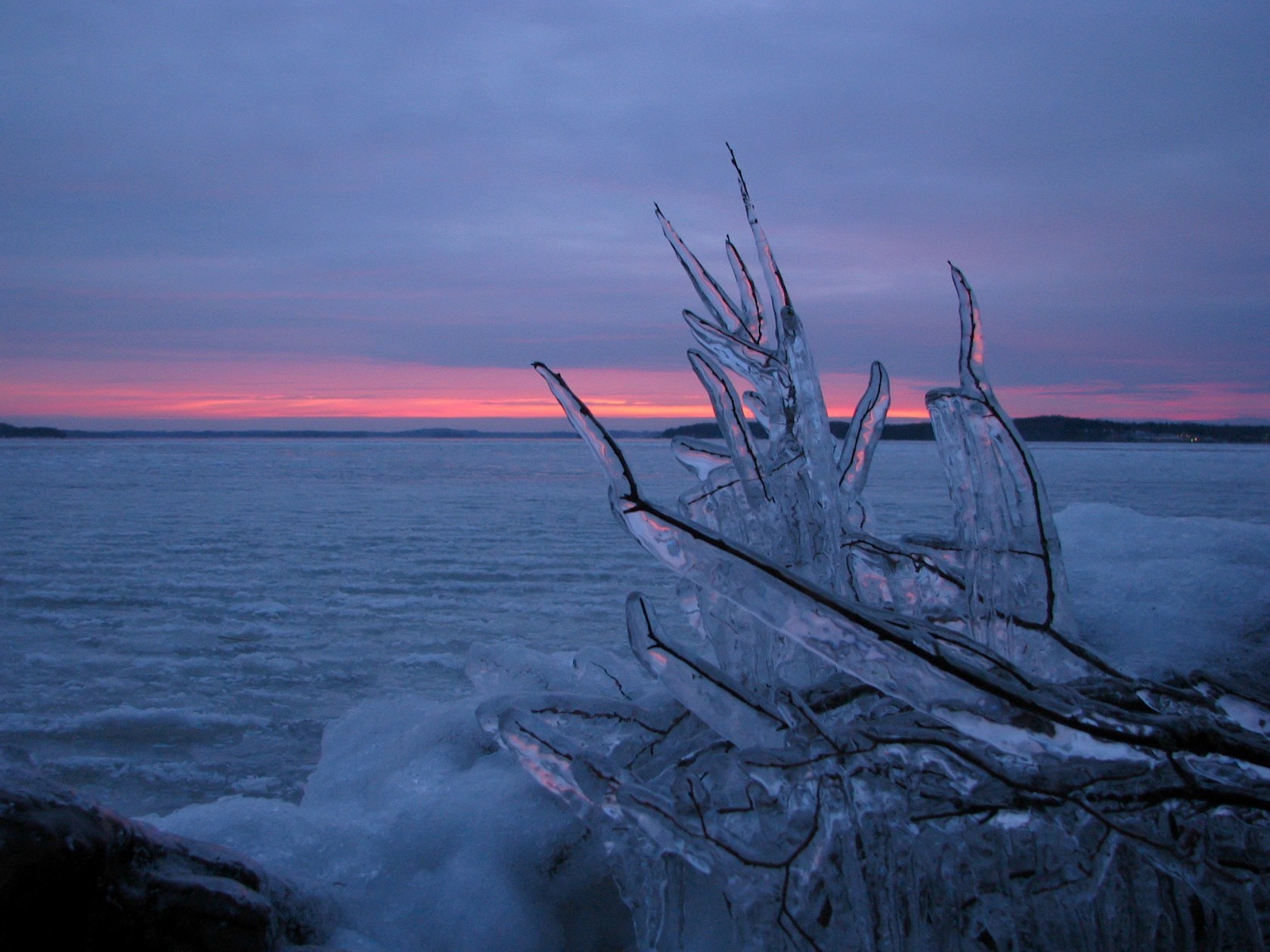 ghiaccio inverno ramo acqua