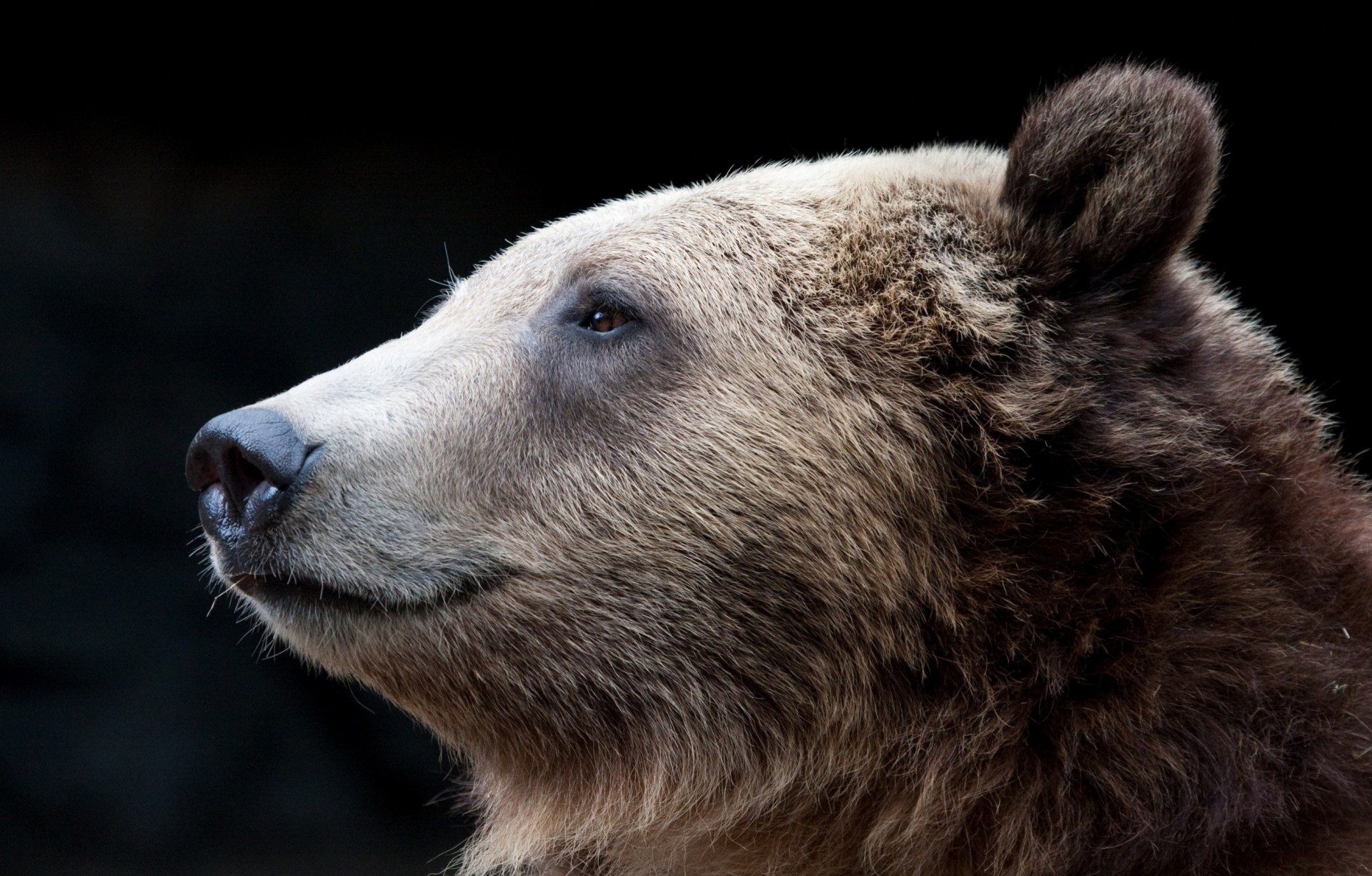 orso denti profilo sfondo scuro