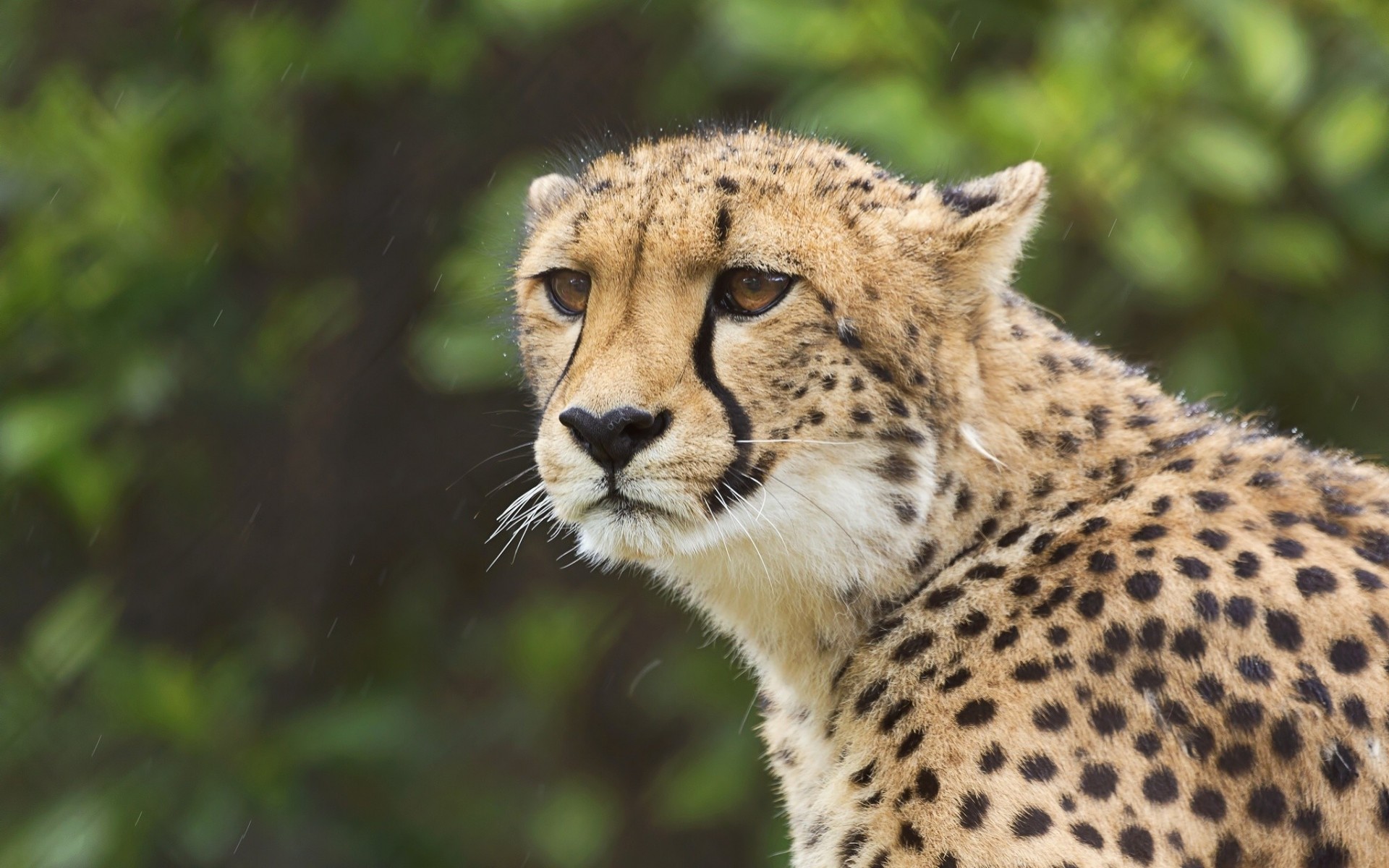 chat sauvage guépard vue portrait