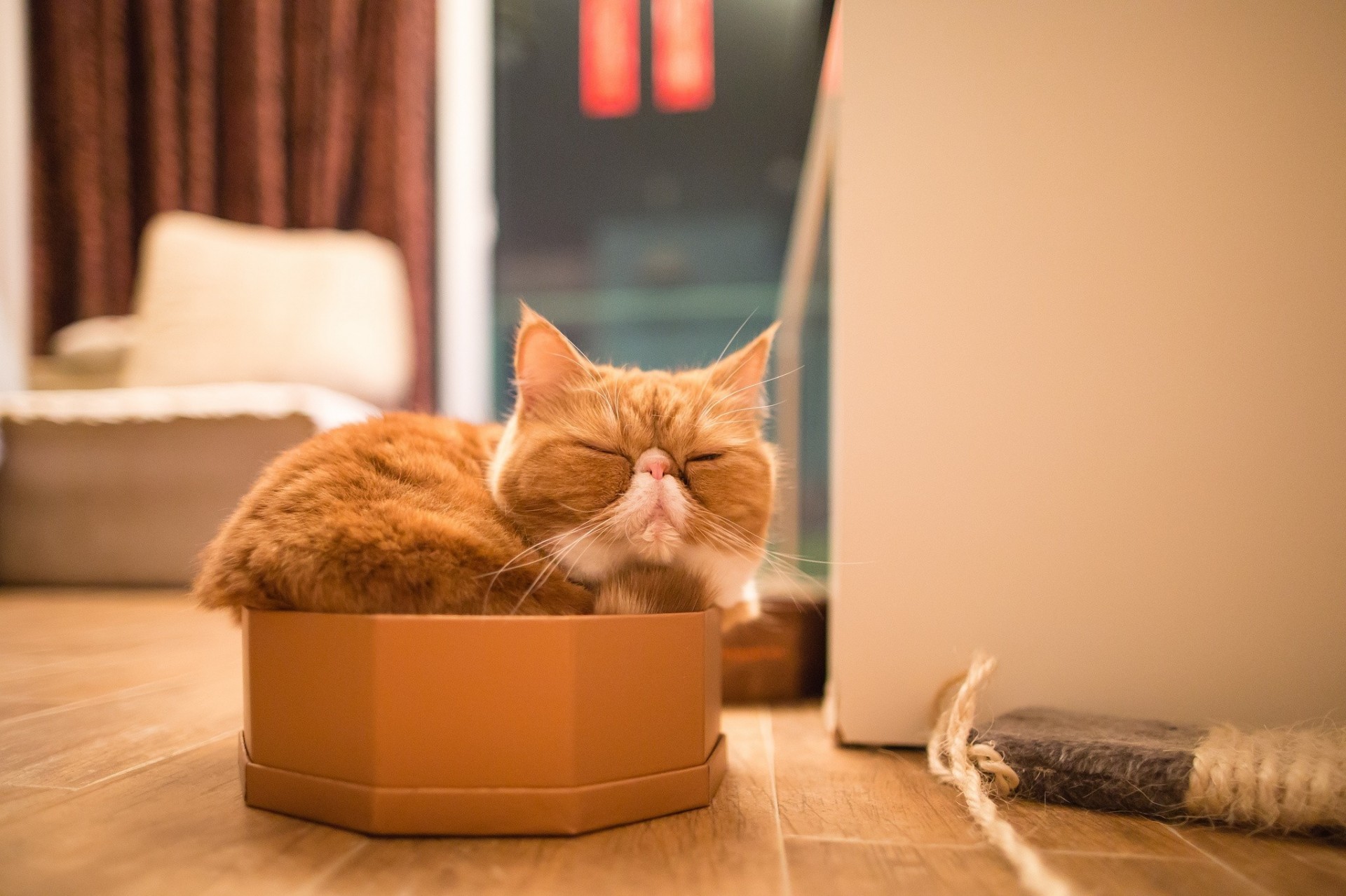 bed exotic sports cat box