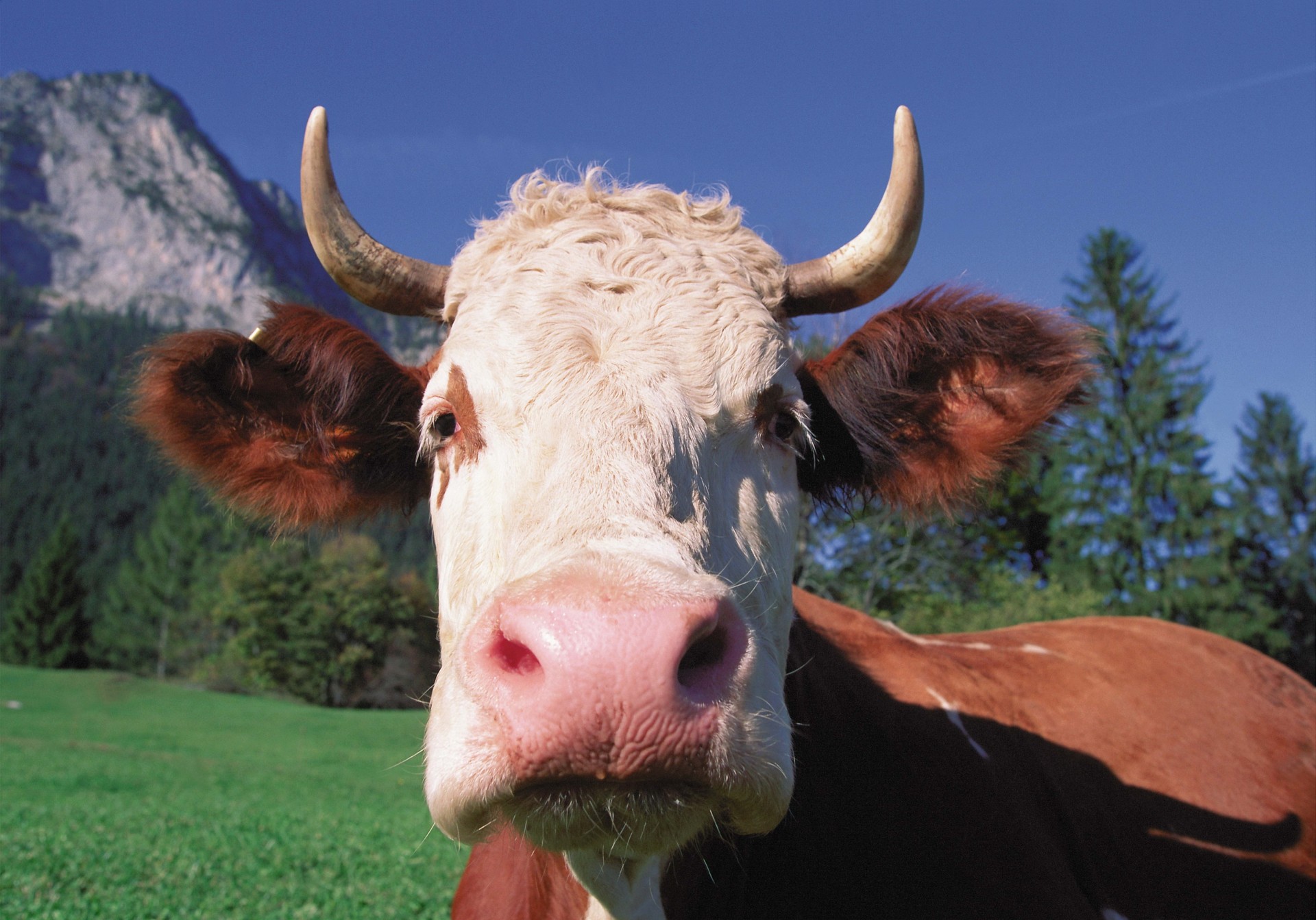 cow close up teeth horn