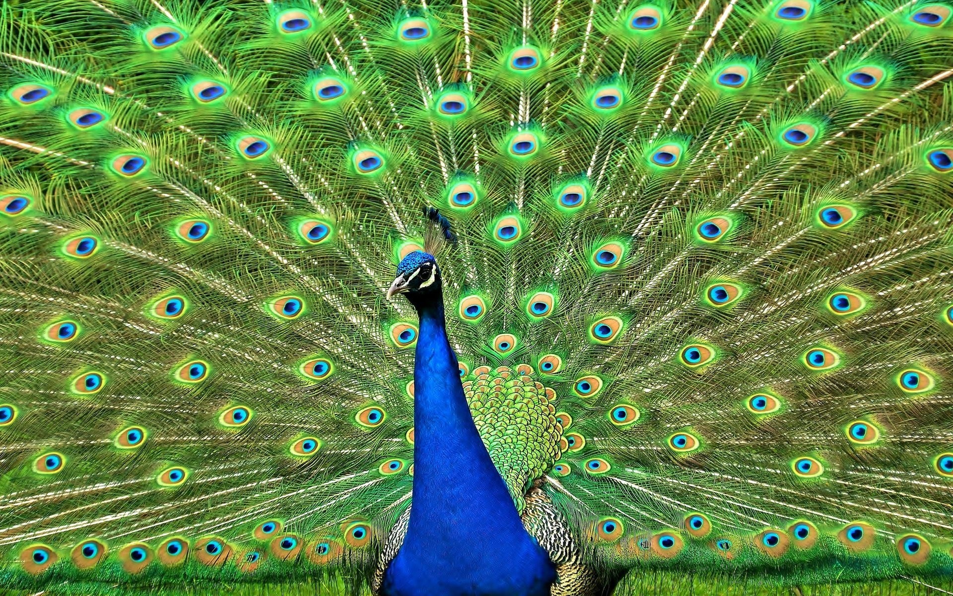 feathers birds tail peacock