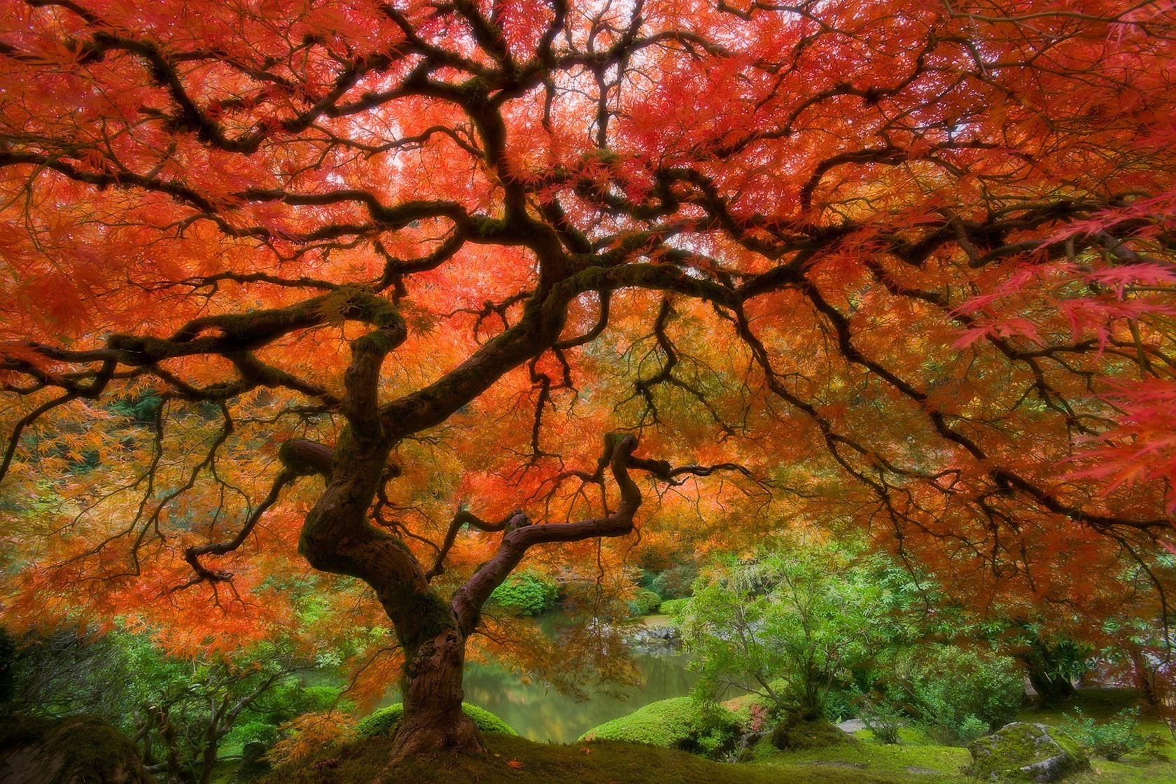 tree autumn leaves red