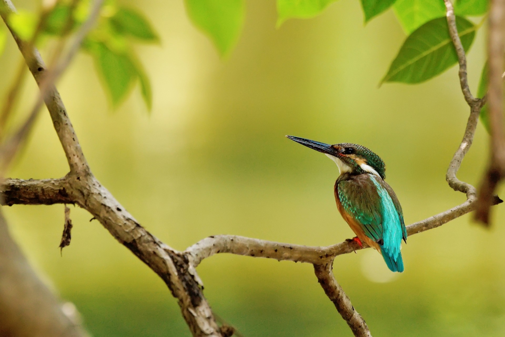 hoja aves rama martín pescador árbol