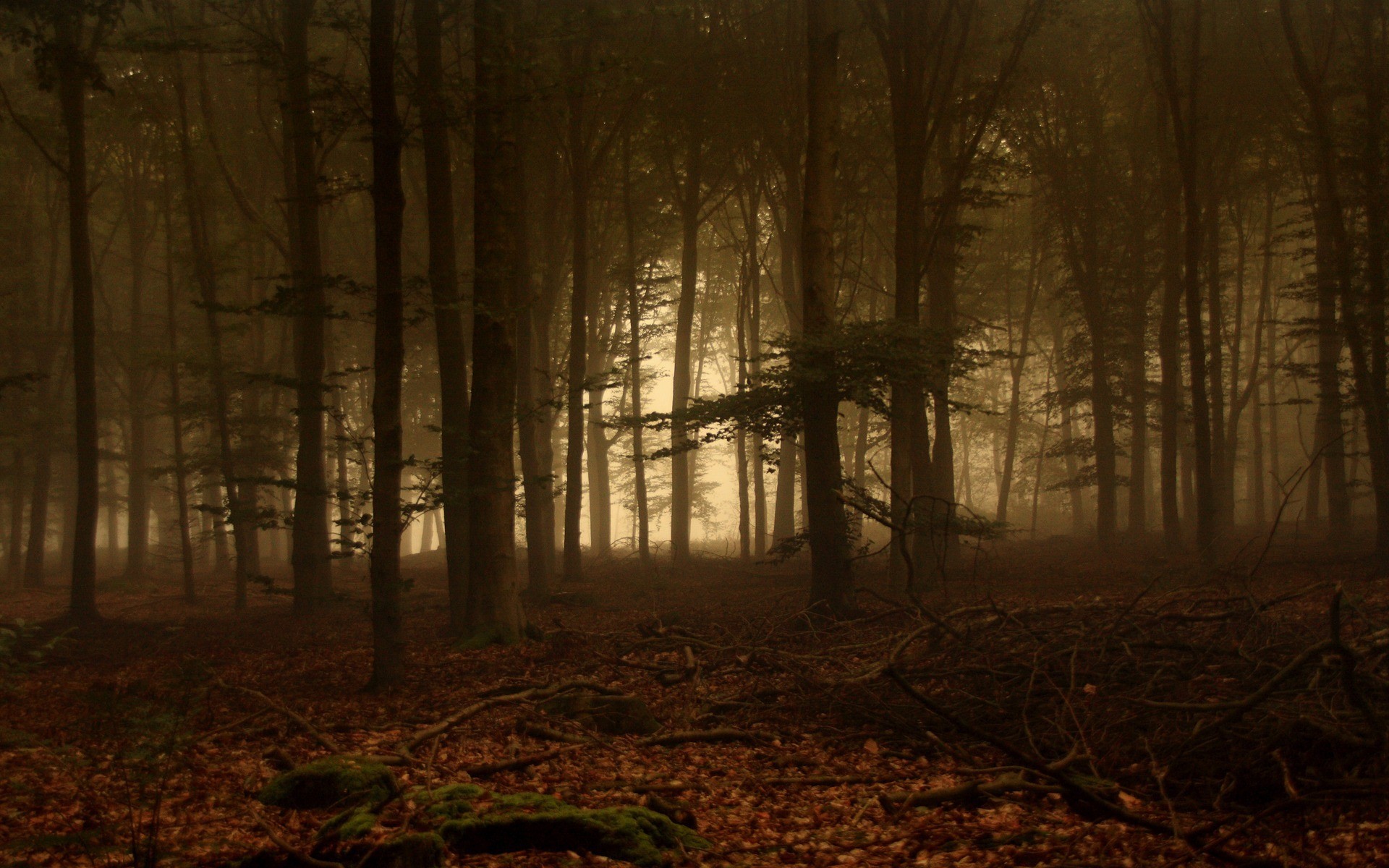 forêt arbres brouillard branches feuilles mousse