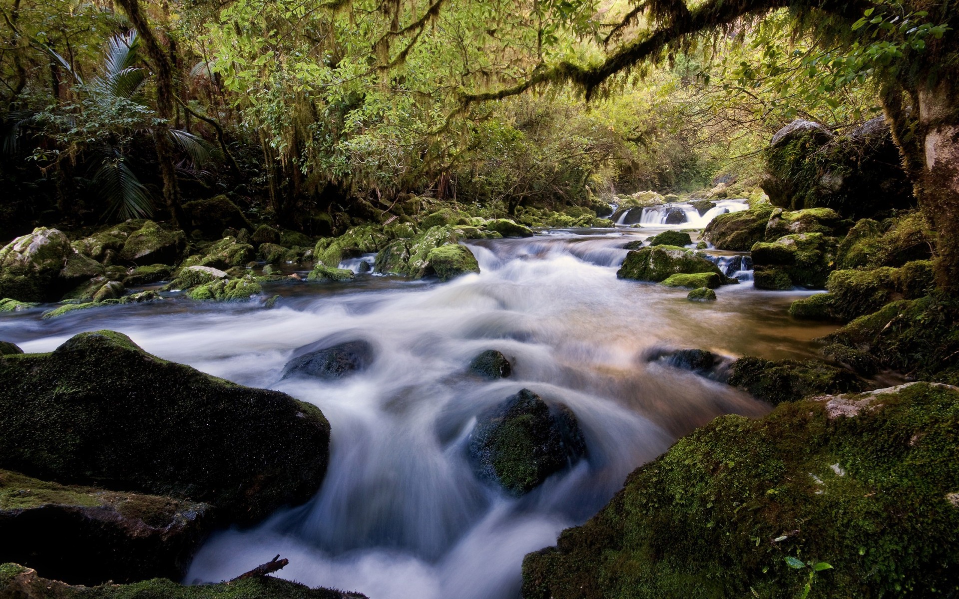 river stones forest