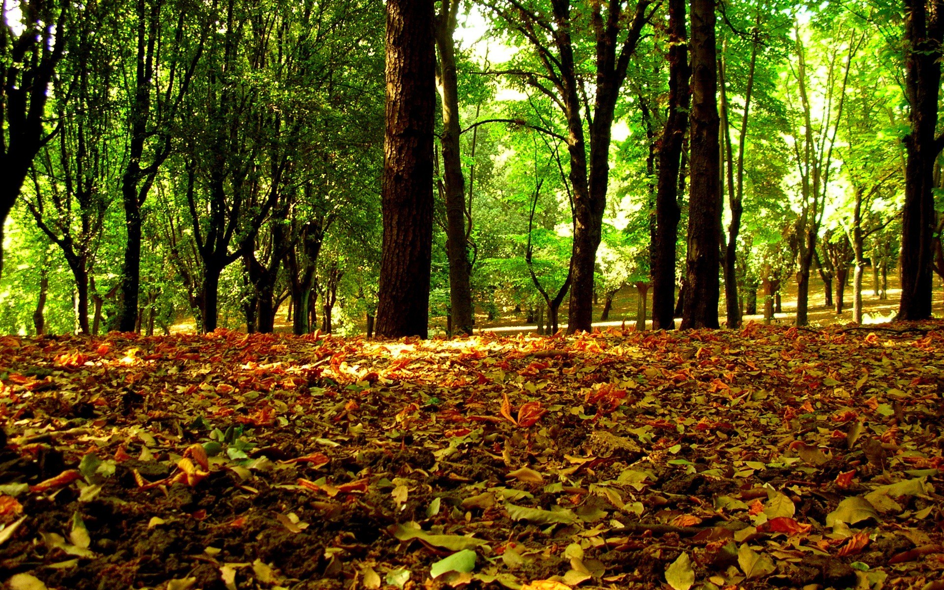 autunno foglie alberi foresta