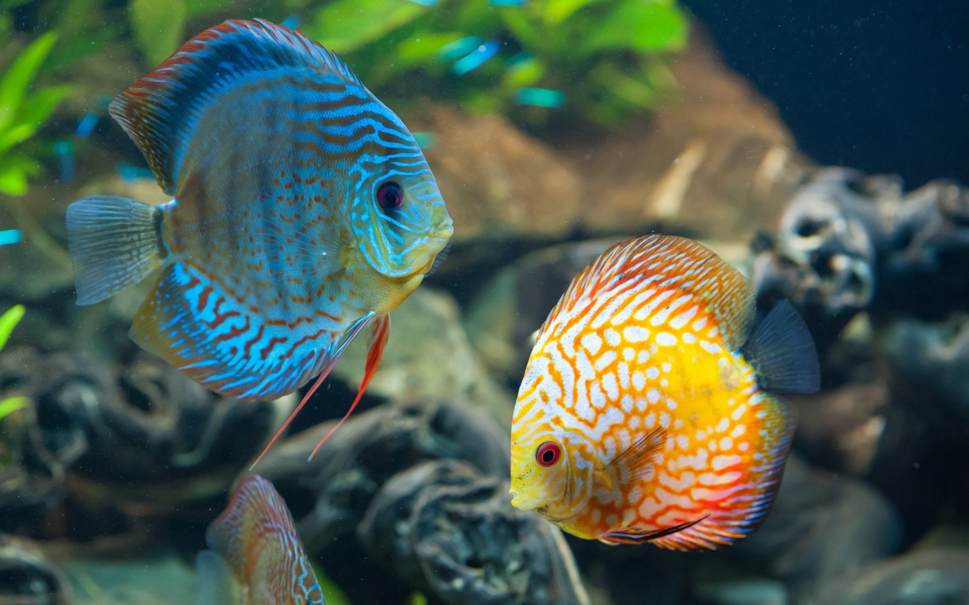 peces océano bajo el agua mar discus