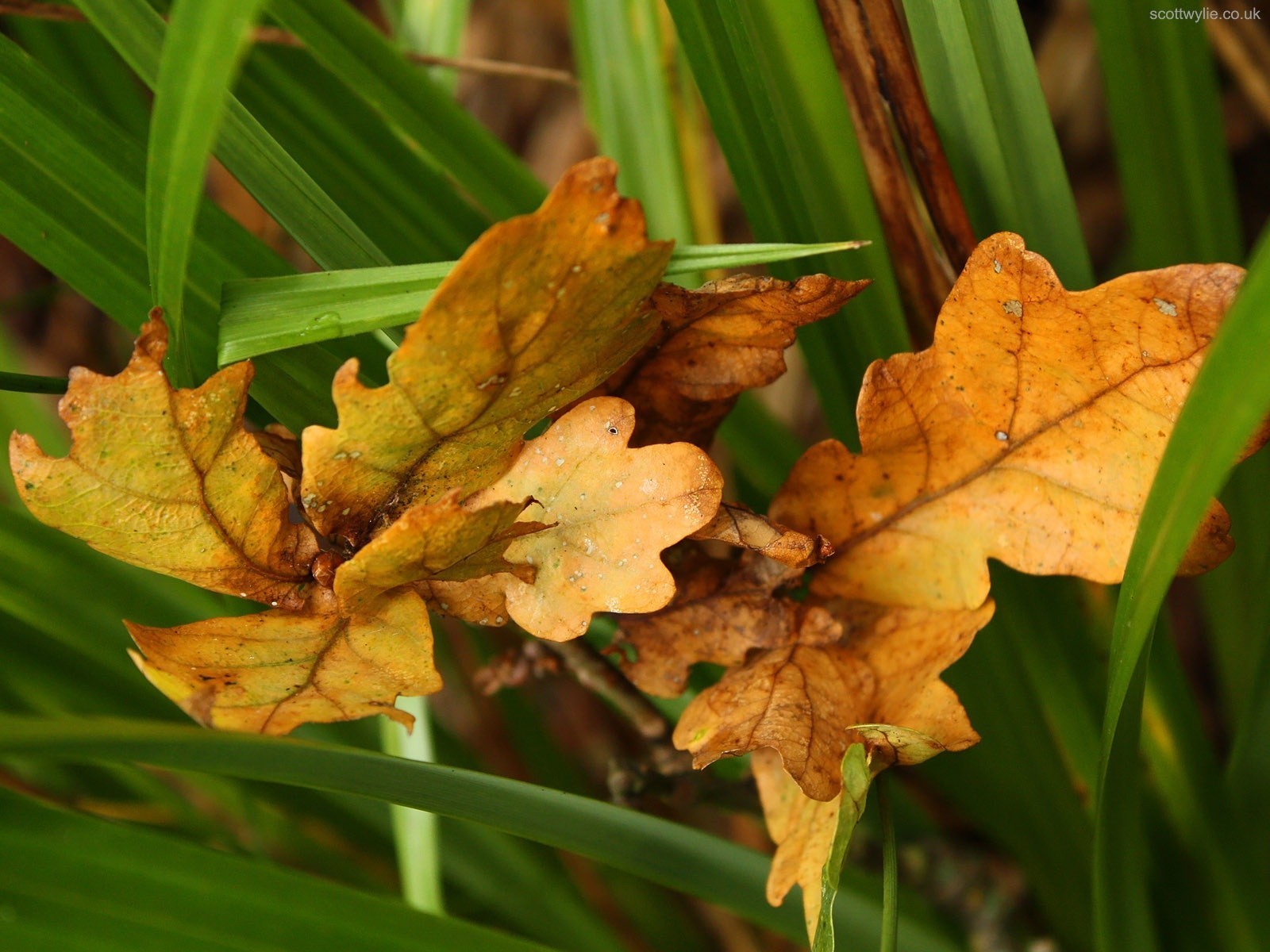 feuilles automne vert