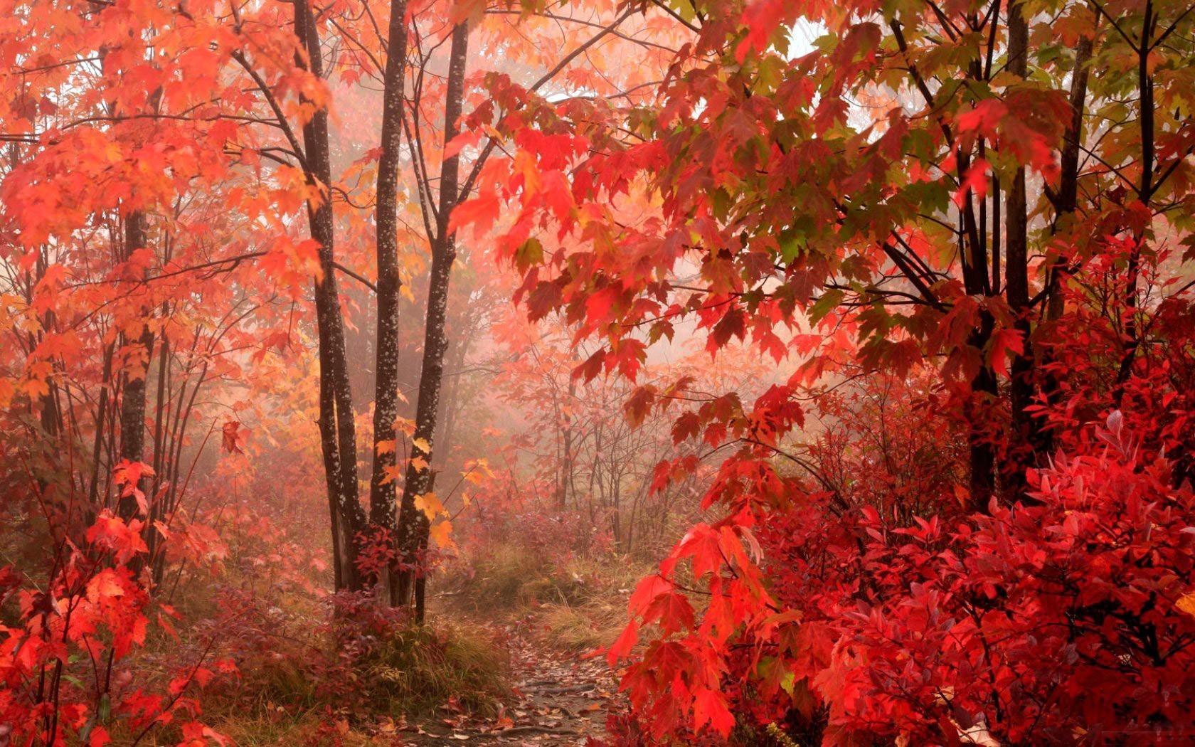 automne rouge feuilles forêt