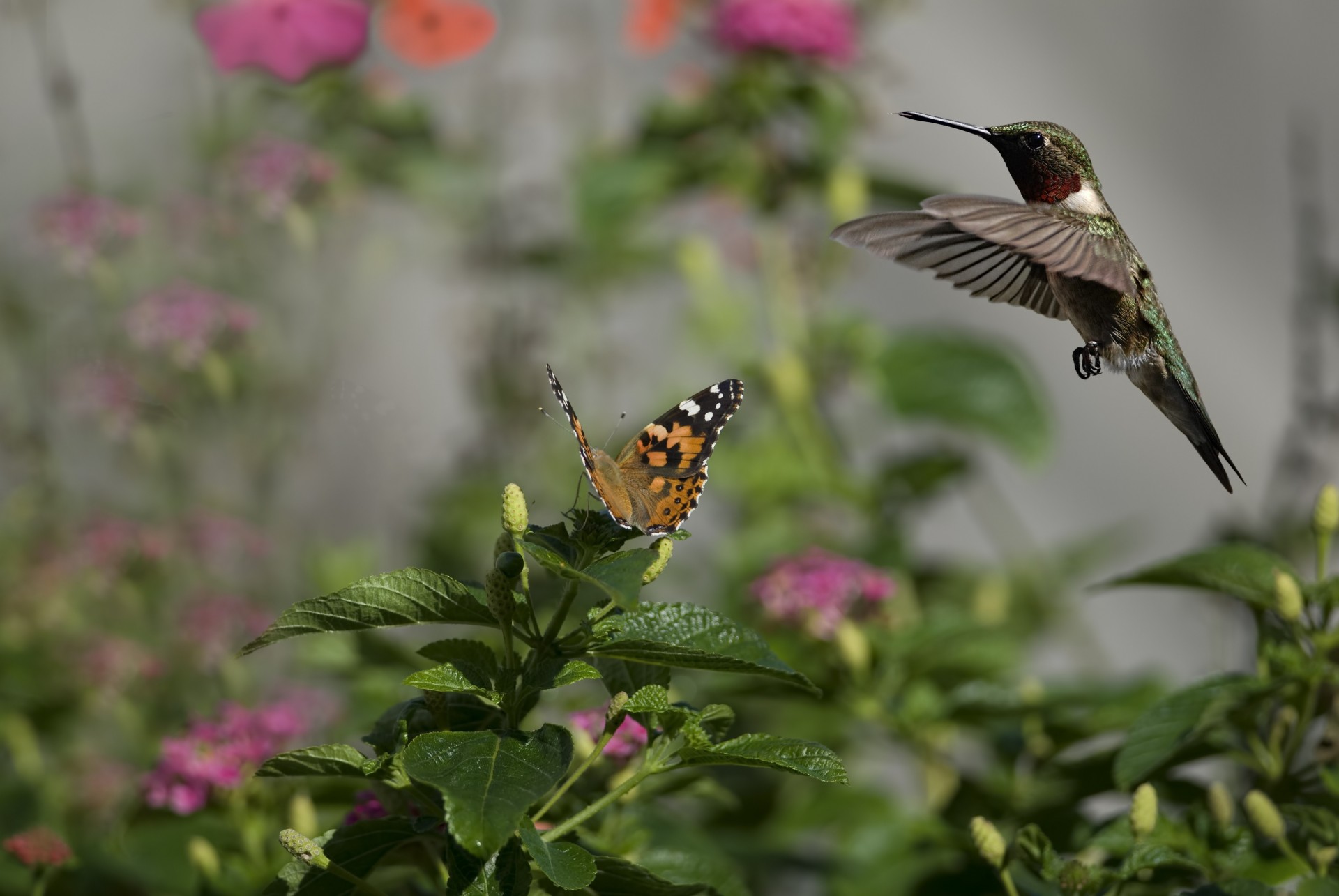 colibrì uccelli retroilluminazione soleggiato fiori