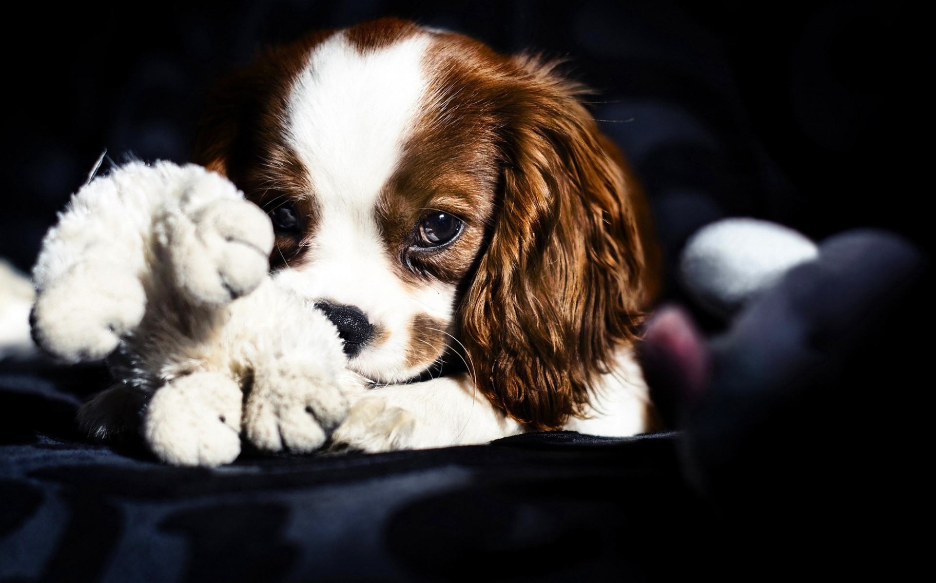 hund ansicht spielzeug spaniel