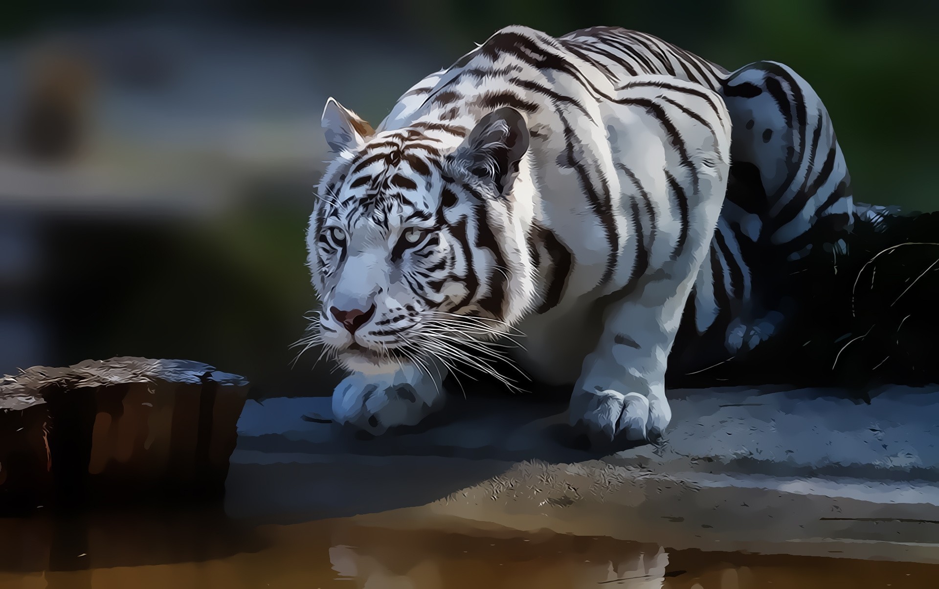 tygrys gatunek drapieżnik natura