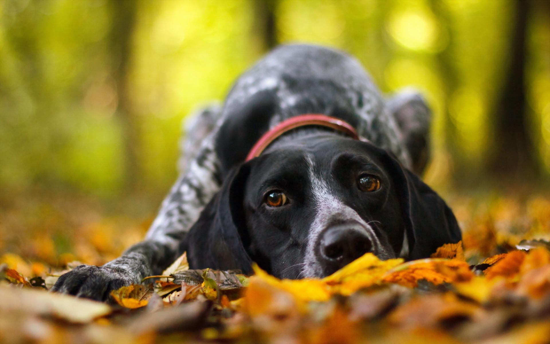 autumn dog other