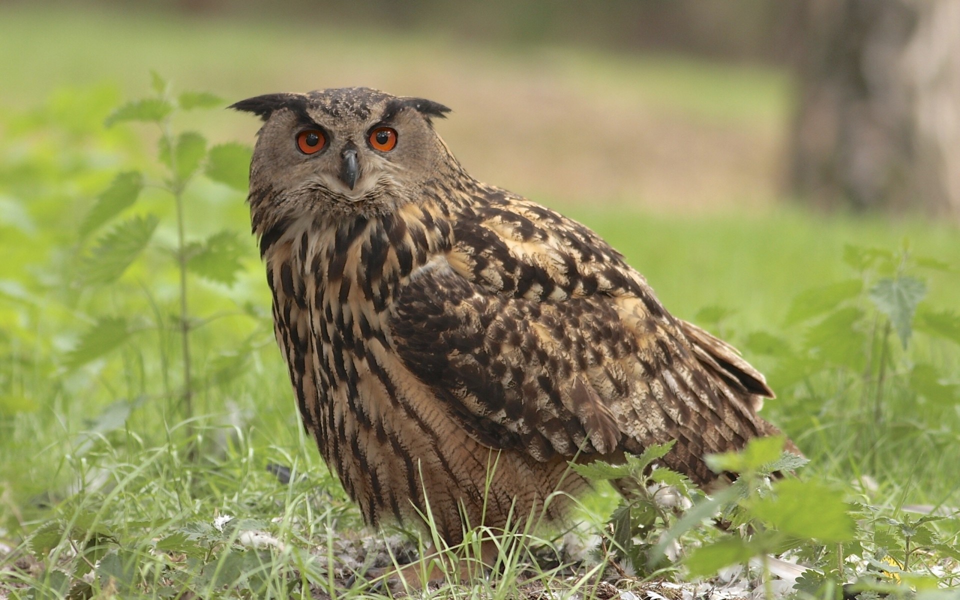 oiseaux hibou