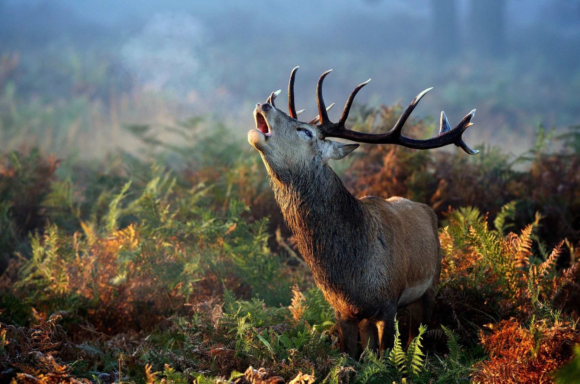 farn herbst gras hirsch hörner