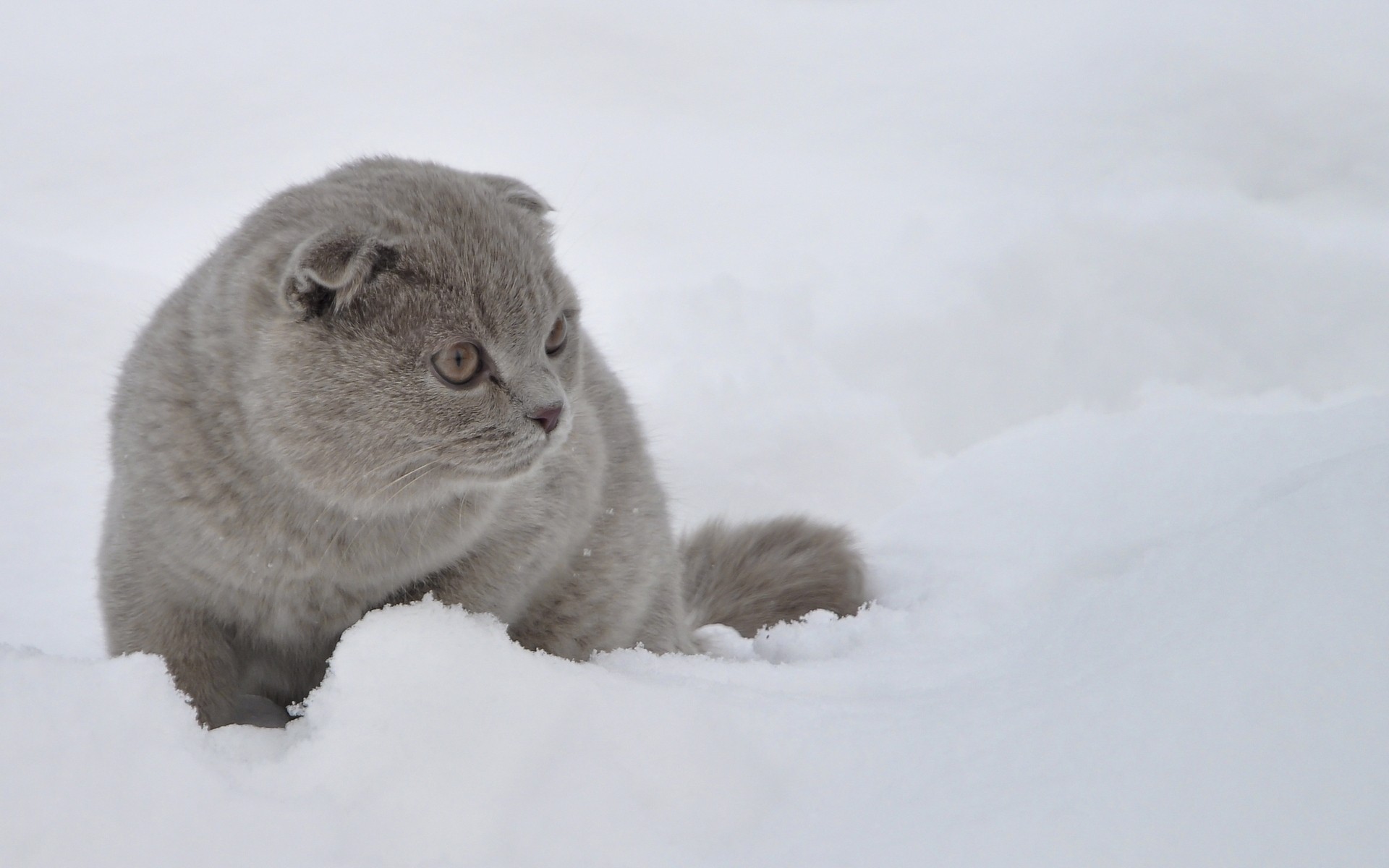 neige hiver chat