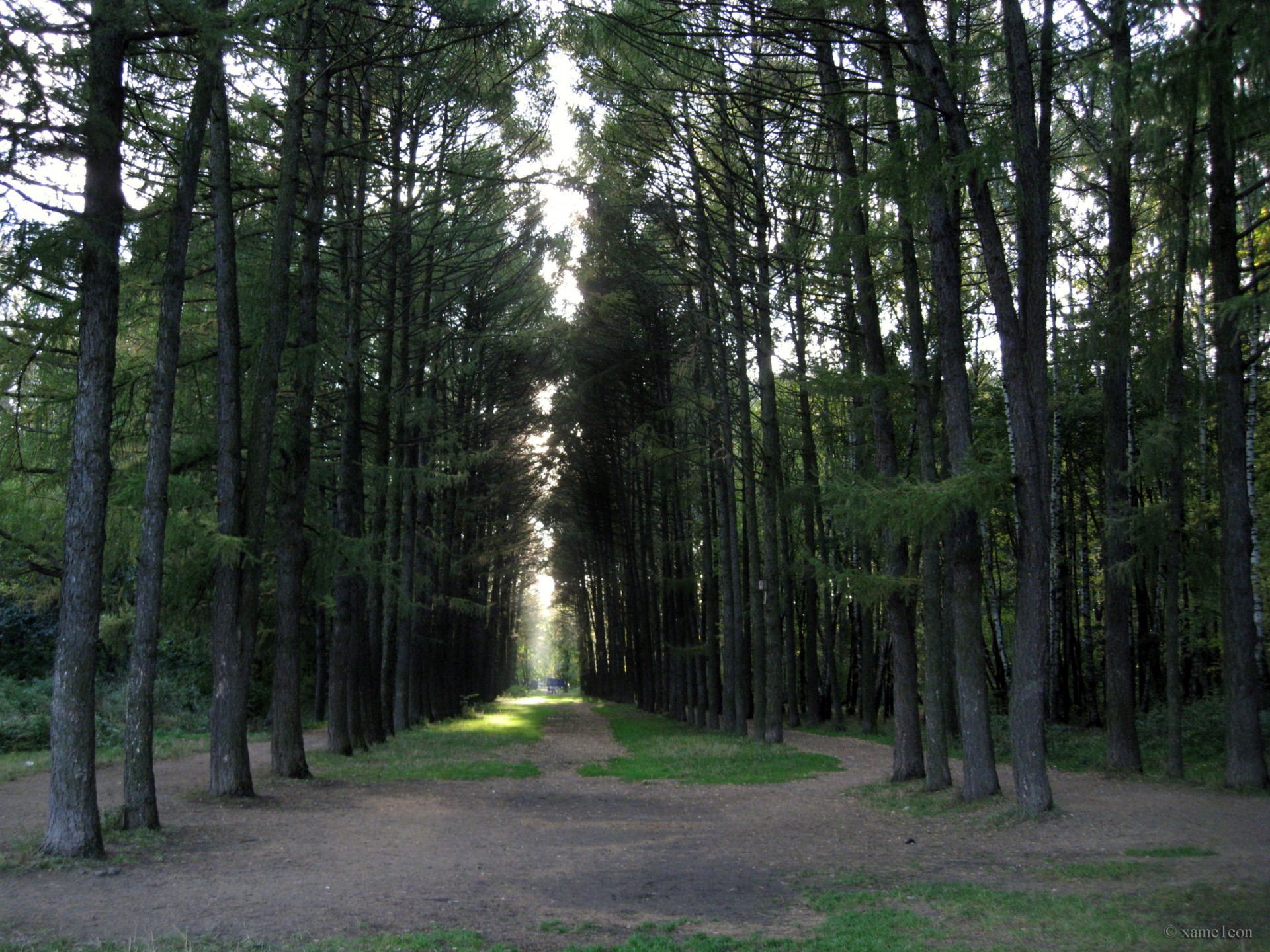 arbres pins herbe lumière lueurs forêt