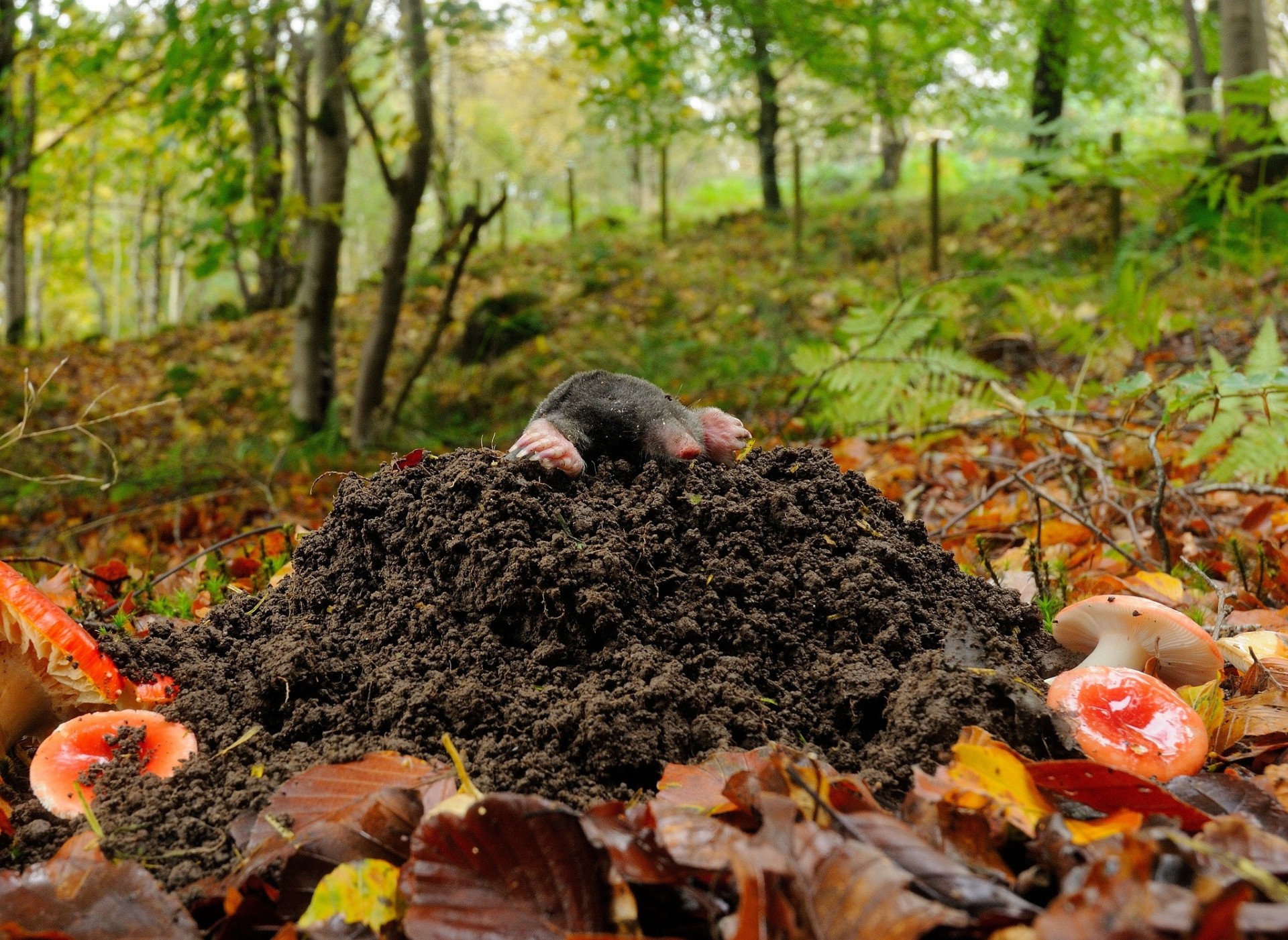 blatt löwenjunge höhle pilze wald