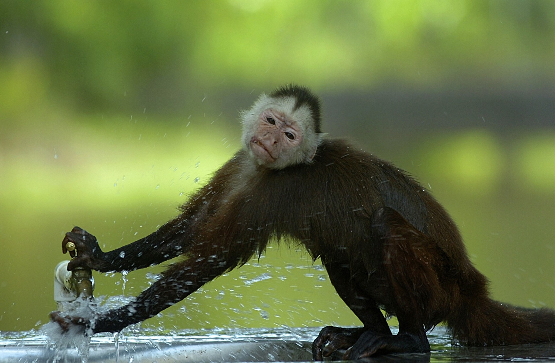 monkey balloon crane