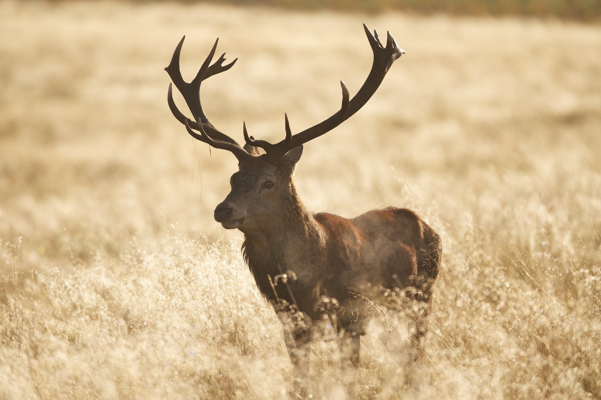 meadow grass reindeer horn