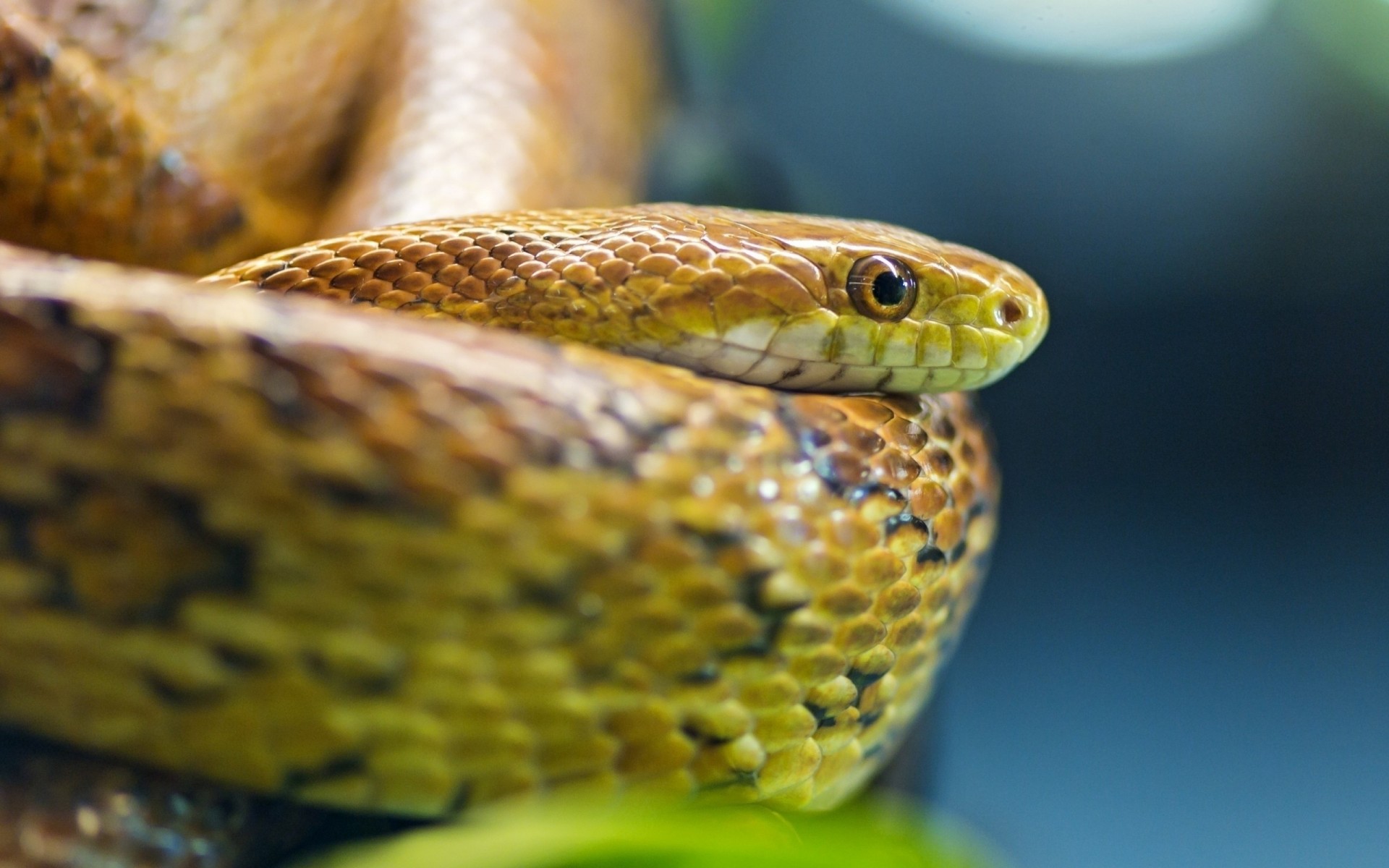 écailles yeux serpent