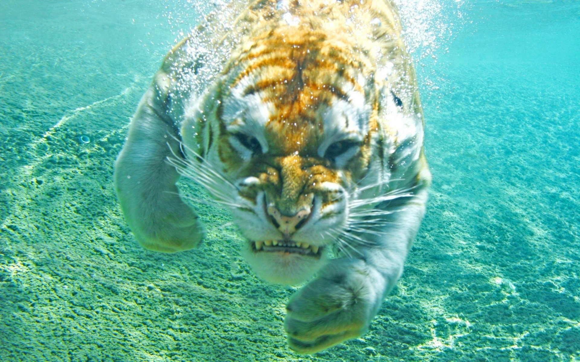 bulles sous l eau eau or tigre colère chat