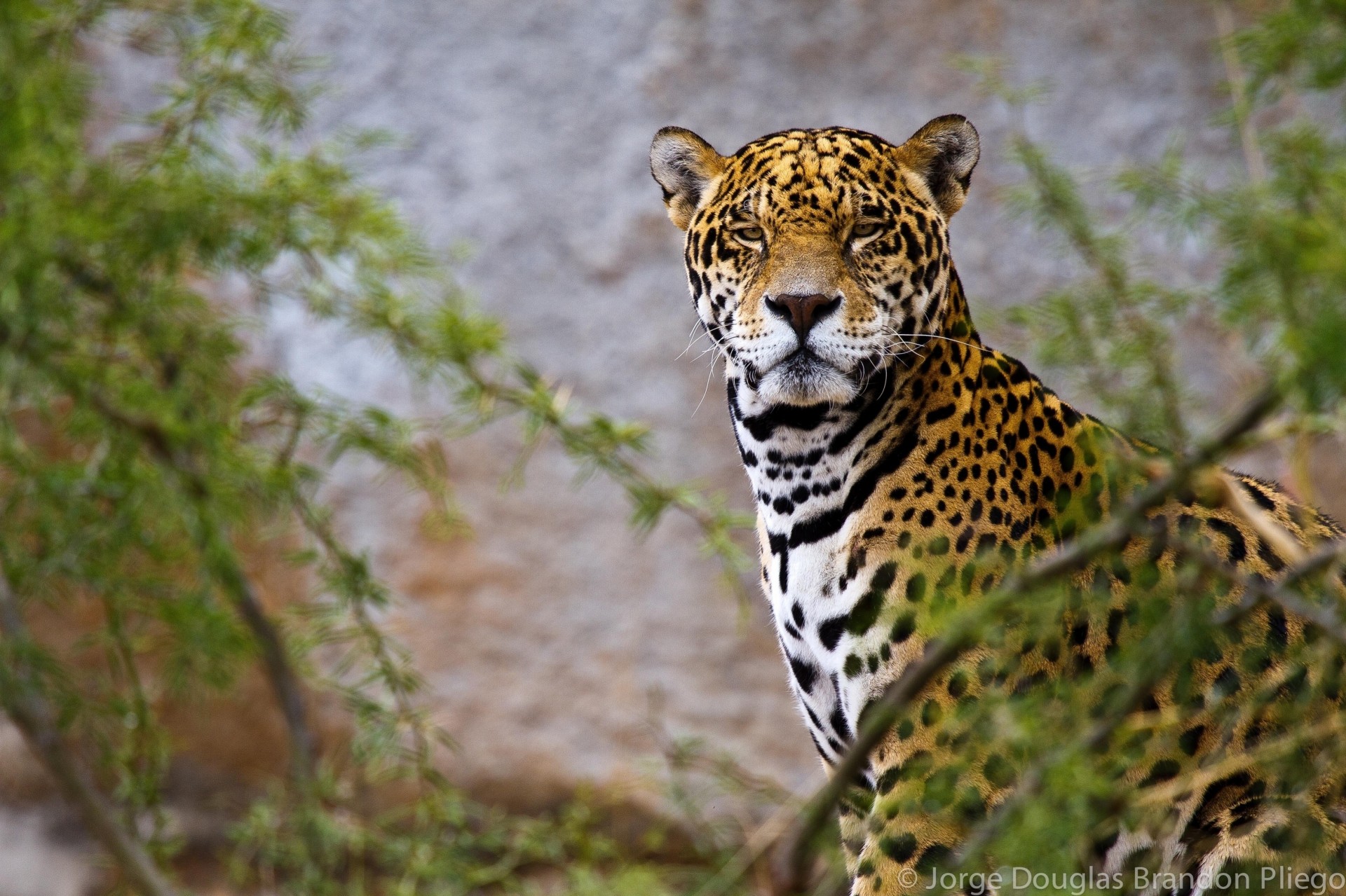 gato salvaje jaguar depredador