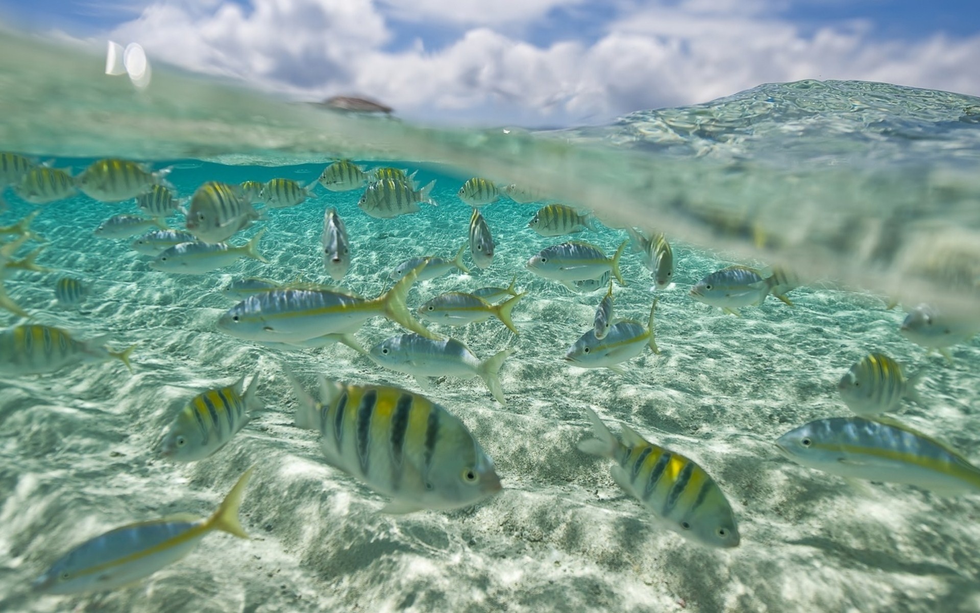 bandada peces bajo el agua océano mar