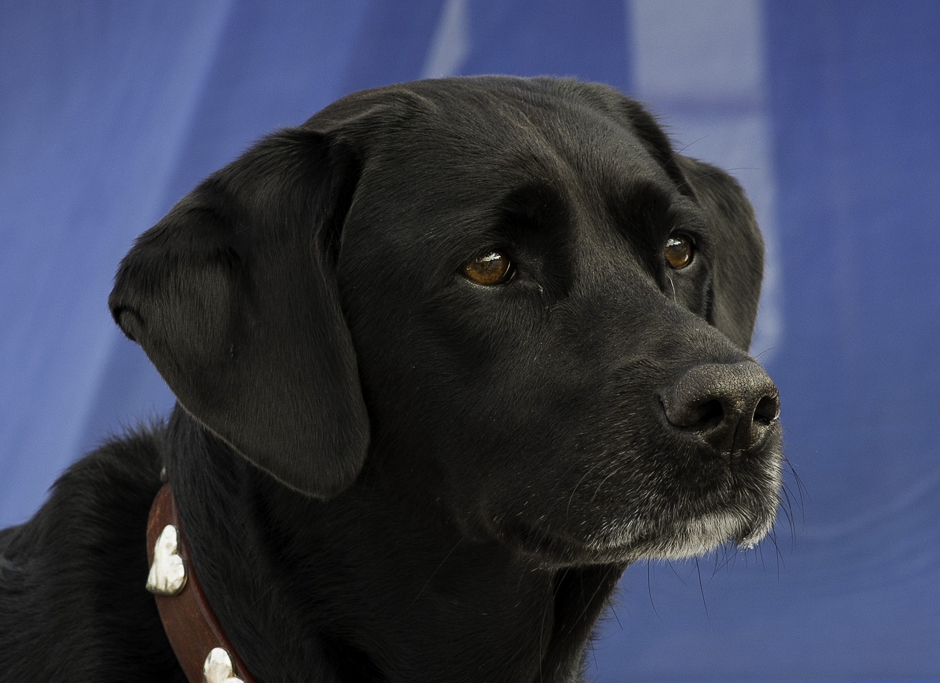 chien vue portrait