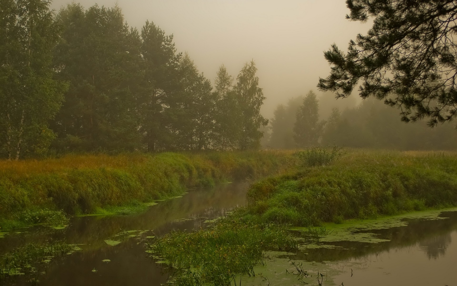 forest fog bog