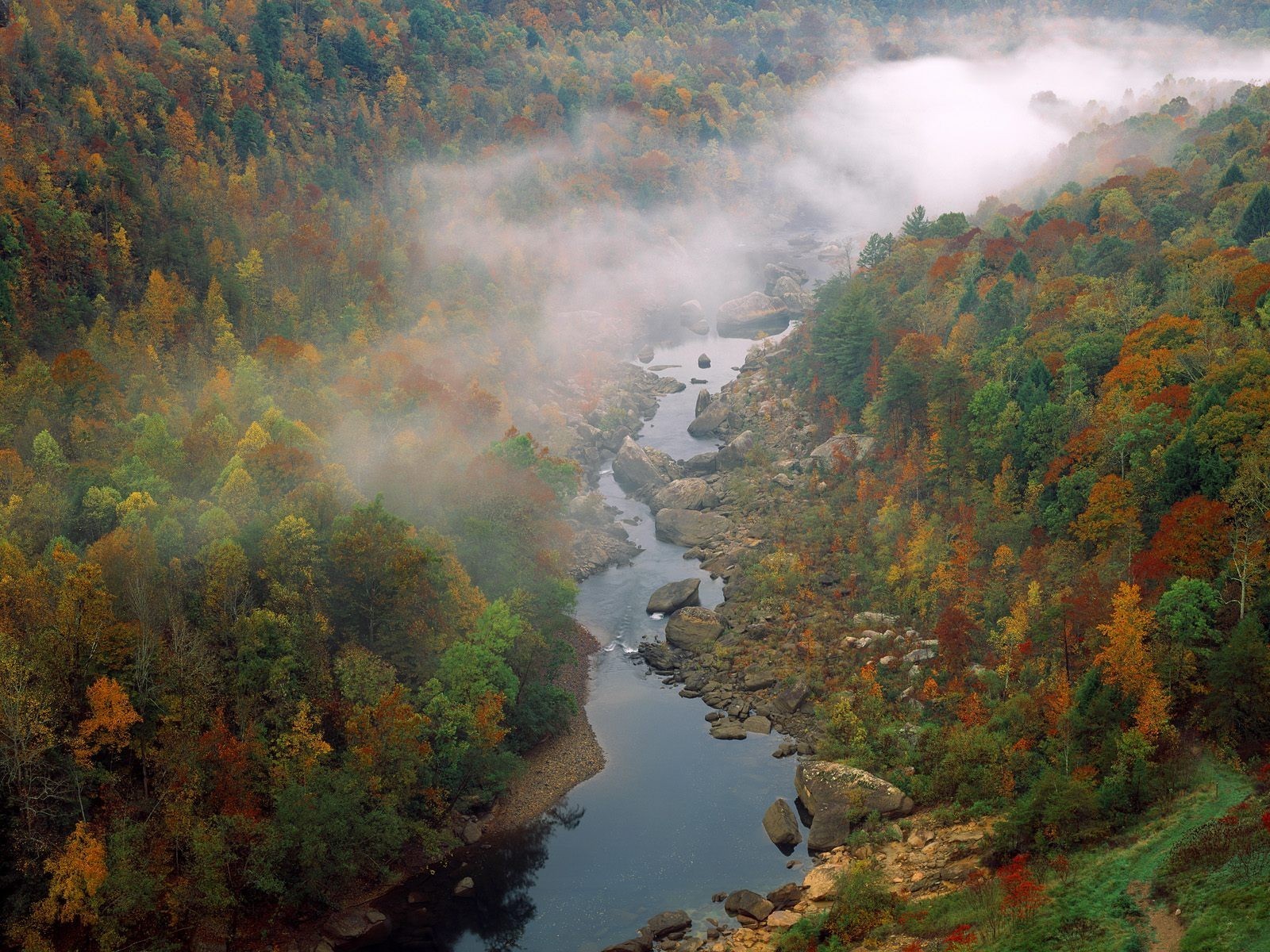 wald bäume fluss nebel wolken