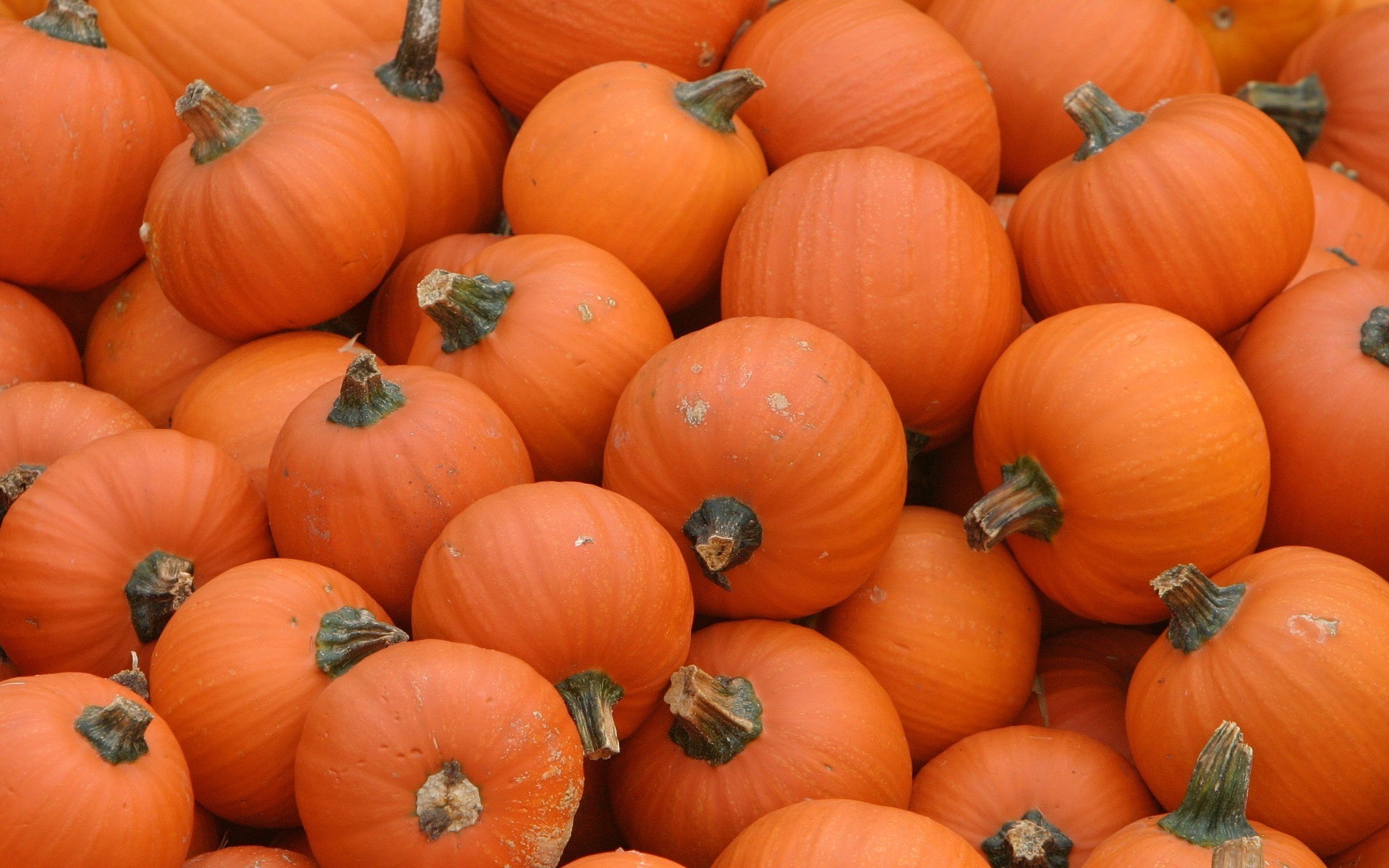 pumpkins orange