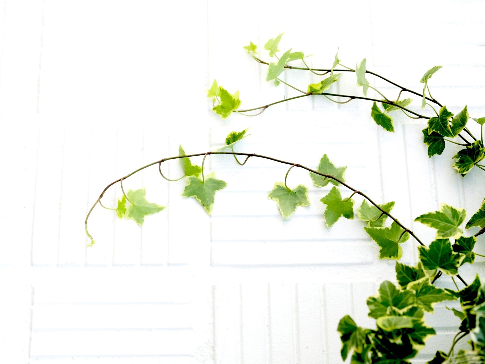 leaves plant white branche