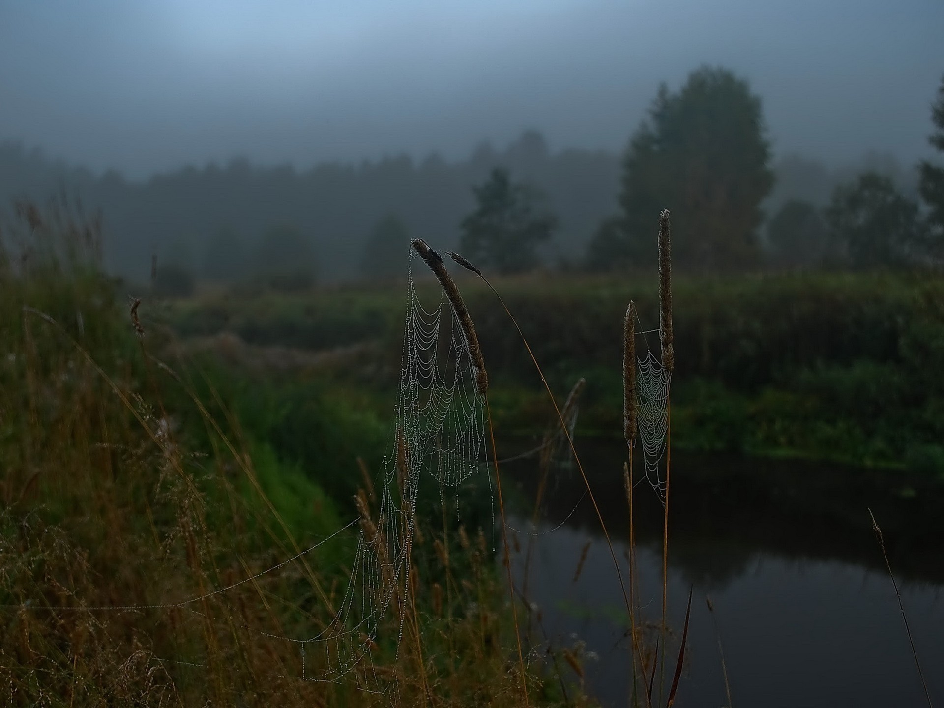 spinnennetz fluss morgen tropfen