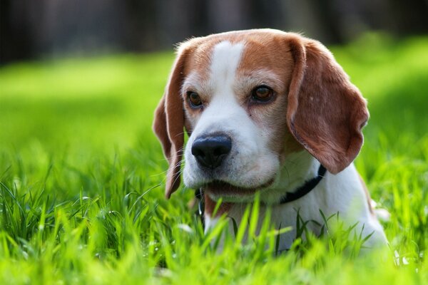 A puppy on a walk lies in the grass