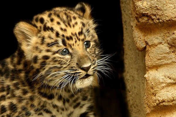 A moustached leopard hid behind a wall