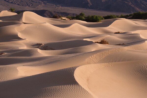 Barkhans blancs dans le désert sur fond d oasis