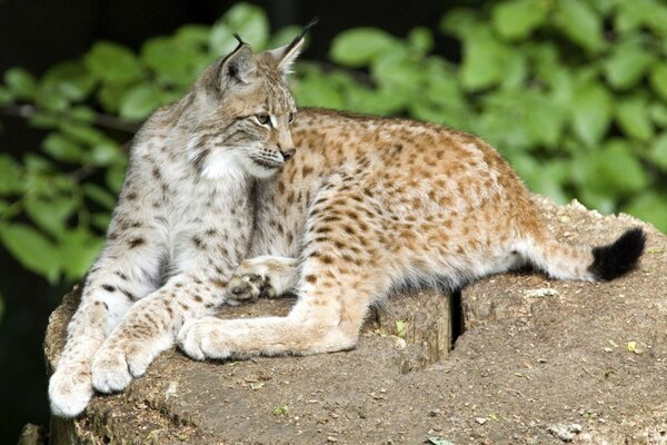 Luchs ruht nach der Jagd auf einem Stein