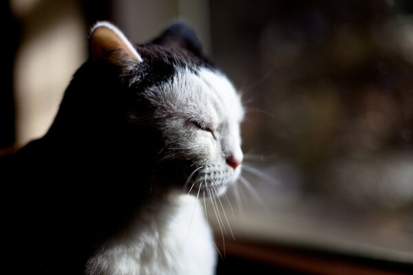 Black and white cat on the side in the shade