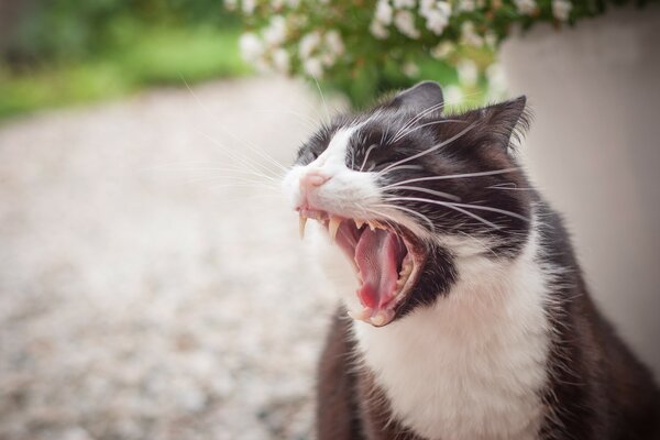 Black and white cat yawns funny