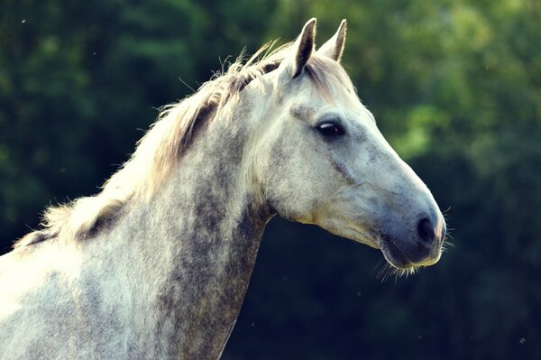 Foto de perfil del caballo