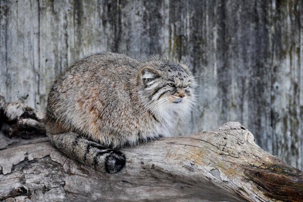 Il gatto selvatico manul si prepara a cacciare