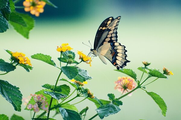 Beautiful butterfly on yellow flowers