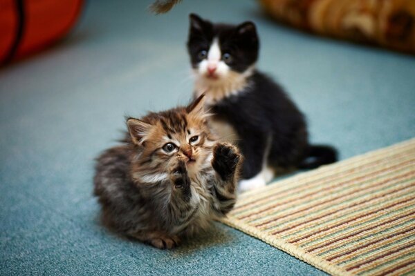 Due piccoli gattini che giocano