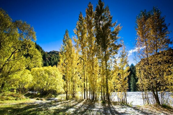 Natura autunnale in un giorno soleggiato