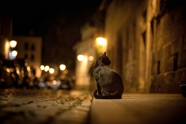 Schwarze Katze sitzt auf einer nächtlichen Straße