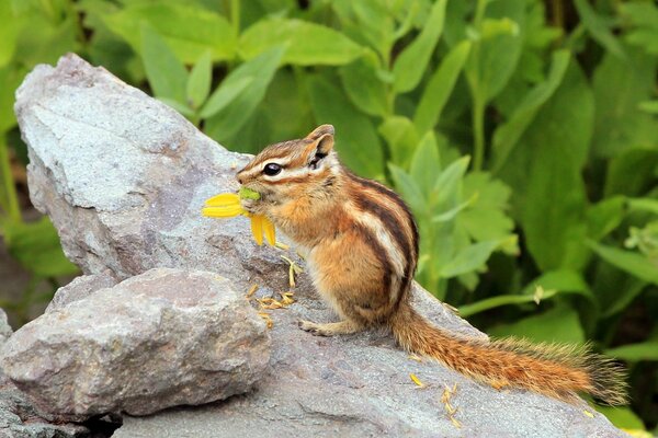 Chipmunk sulla pietra con il fiore