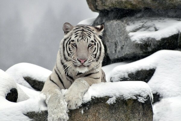 Отдых белого тигра на снегу